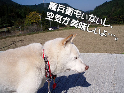 権兵衛がぃなぃと、なんか楽だょ(笑)