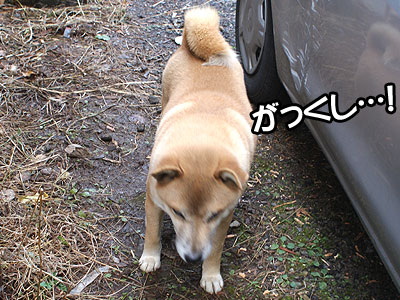 ぅぅ…車、また凹ませゃがって…。