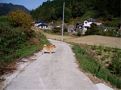 稲刈終わった田んぼと権兵衛