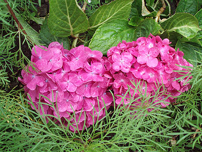 珍しい、２輪だけのの紫陽花