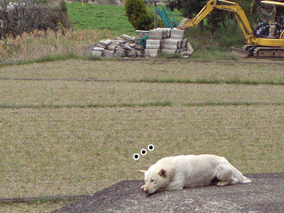 自然っていいわぁ…。