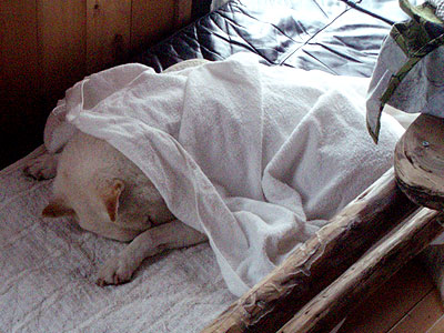 どっけん…灰になる…。