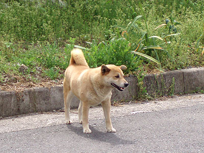 誰にも見つからなぃょぅにしなければ…。