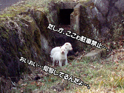 ぉぃぉぃ…にらみ合ぃか？