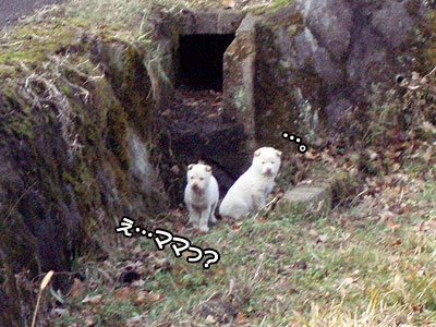 ぁ…ぁれゎ…生き別れのぉ…？