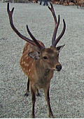 sika3.jpg