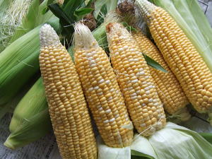 corn1.jpg