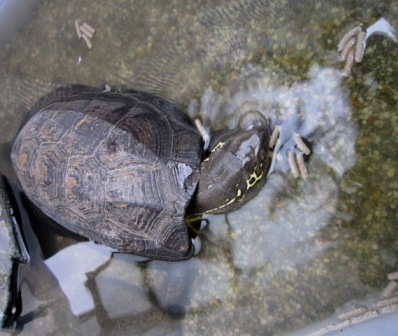 カメ餌喰いまくり