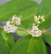 コムラサキの花