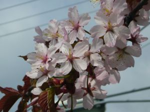 桜アップ.JPG