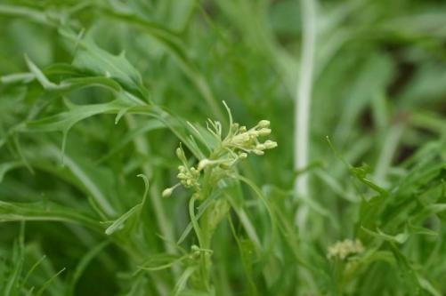 さて、何の花でしょう？