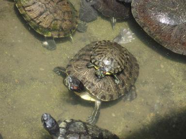 重なるカメ