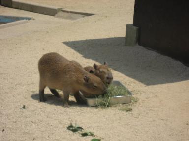 カピパラ