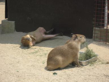 カピパラの砂浴び