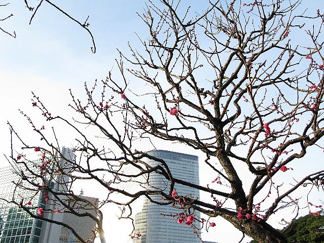 2008.01　浜離宮　紅梅