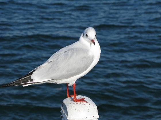 2008.01　ウミネコ