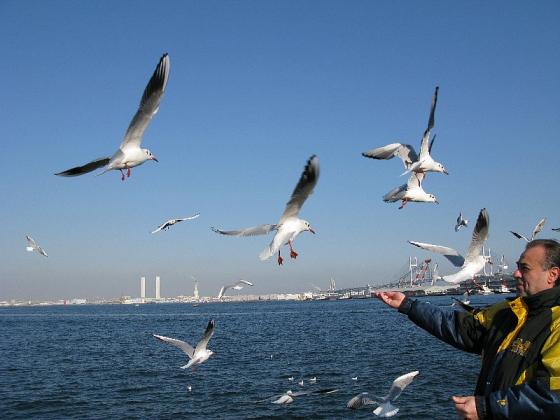 2008.01　山下公園 うみねこ使い