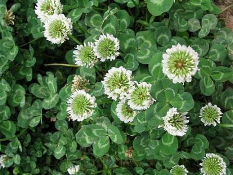 王泉公園　クロバー