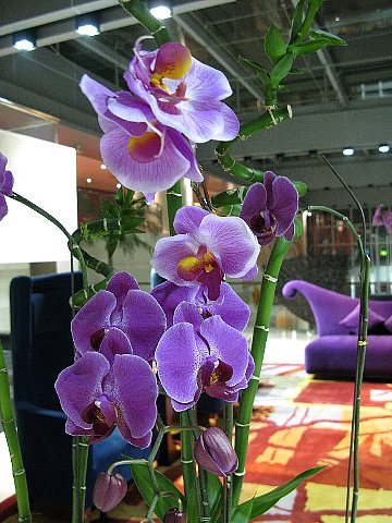 広州富特白雲機場大酒店