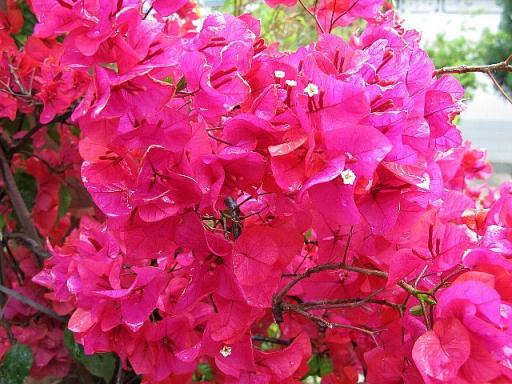 麗江→大理 雨とブーゲンビリア