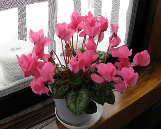 2008.01.02 鶴の湯茶屋 シクラメン