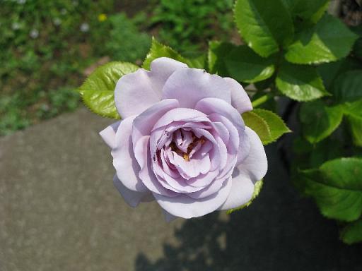 外交官の家 Blue Bajou