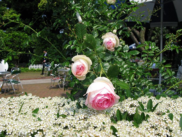 山手十番館　垣根