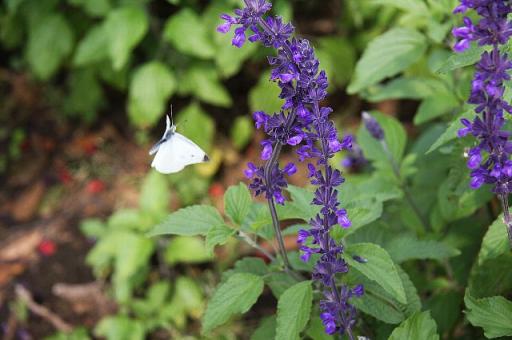 山下公園　モンシロチョウ