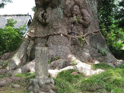 杉鉾別命神社の大クス