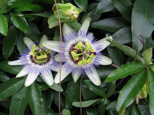 七滝めぐりで見た花