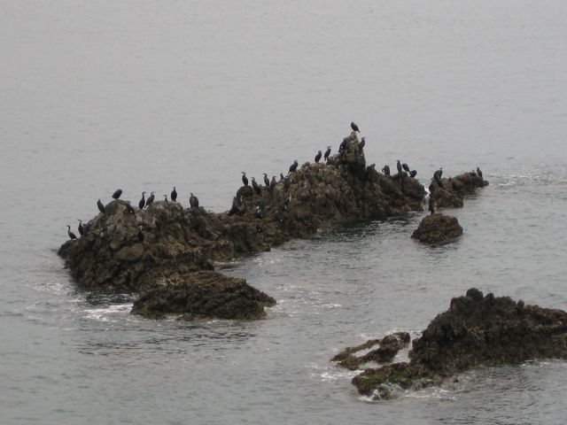 09040506岩の海鳥.jpg