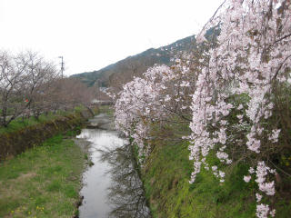 0324・20勝浦川のしだれ桜.jpg