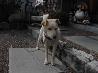 0402･32禅師峰寺・犬.jpg