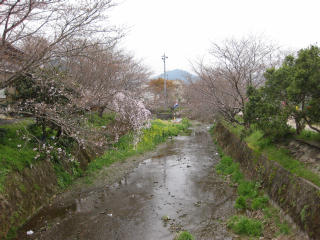 0324・20勝浦川の桜.jpg