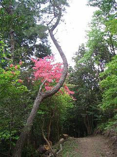 02・柏坂山つつじ道.jpg