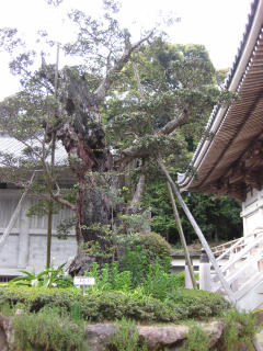 0329・26金剛頂寺・イスの木.jpg