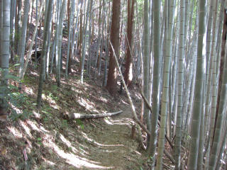 0325・22大根峠竹林.jpg