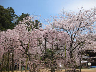 0401･29国分寺・境内の桜.jpg