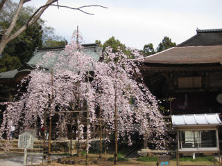 0401･29国分寺・大師堂前のしだれ桜.jpg