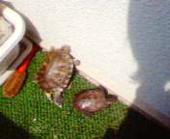 sanpo6.jpg