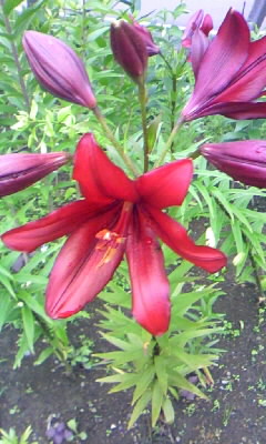 カサブランカが…