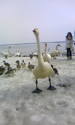 ウトナイ湖の白鳥