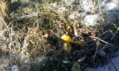 我が家の福寿草