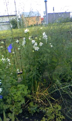 トルコキキョウｖｓアスパラガス