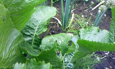 トンボの雨宿り