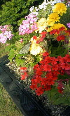 アゲハチョウ発見！