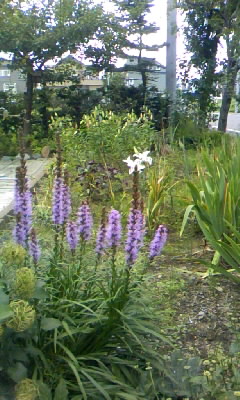 カサブランカ咲いた