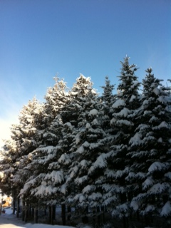 鉄道林も雪化粧