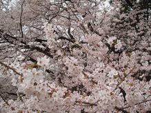 sakura4.jpg