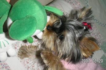 ミッキーちゃん！